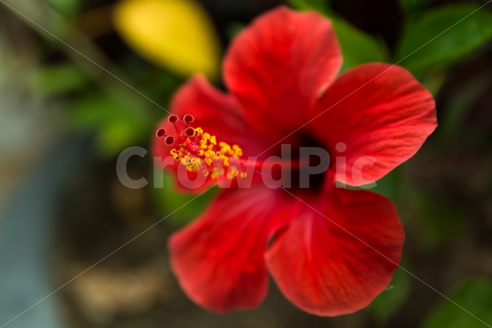 꽃,붉은색,접사,꽃가루,빨간색,들꽃,노랑색,풀,식물,자연,배경,green,background,garden,bee,flower,nature,plant,정원,농장,화단,주황색,red,배경이미지,배경화면,바탕화면,식물,자연,plants,nature,꽃,flower