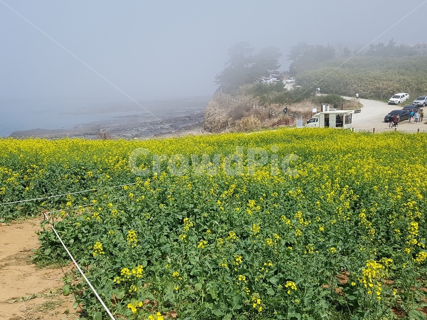 유채꽃,꽃밭,유채꽃밭,노란꽃,안개,봄,계절,spring,season,자연,풍경,nature,landscape,grassland,목초지,field,들,outdoors,옥외,farm,농장,rural,농촌,meadow