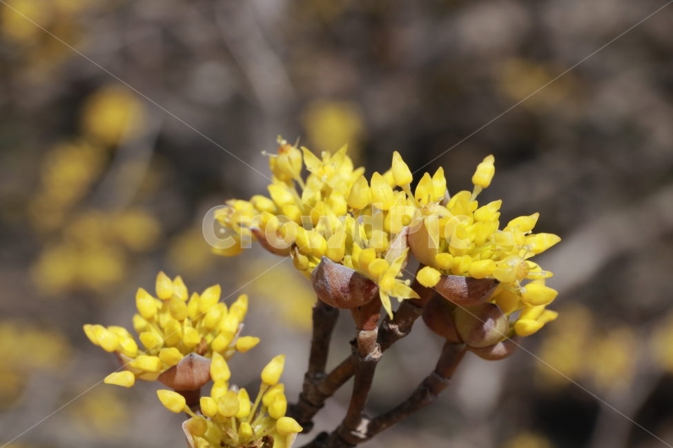 산수유,벌,봄,봄꽃,풍경,접사,식물,자연,plants,nature,꽃,flower