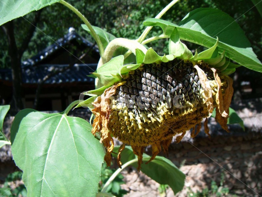 해바라기,식물,씨앗,꽃,flower,식물,자연,plants,nature,꽃,flower