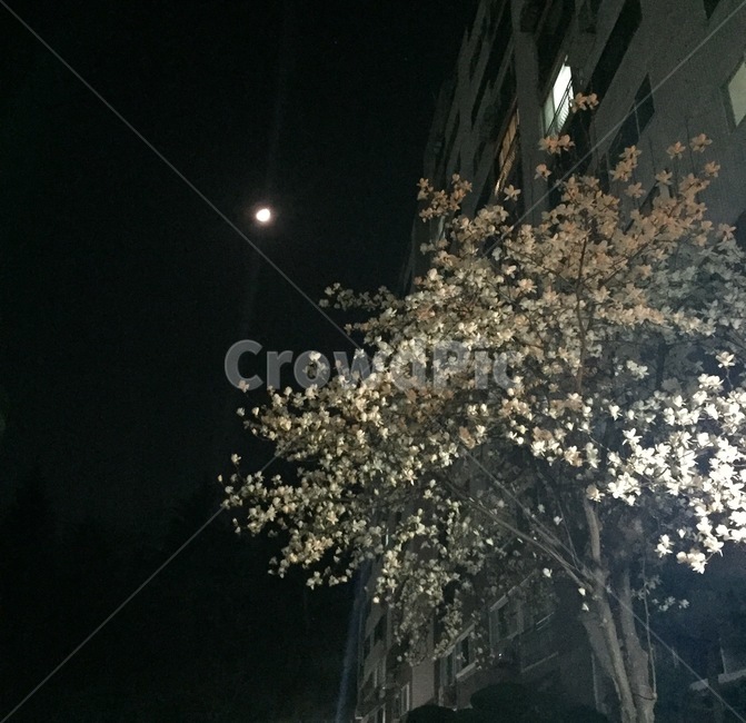 봄,목련,달,밤,감성,계절,spring,season,nightscape,night,달아래목련화,꽃,나무,moon,봄,계절,spring,season,야경,밤,풍경,nightscape,night,landscape,plant,식물