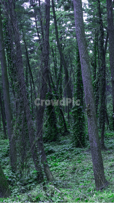 vegetation,초목,plant,식물,tree,옥외,outdoors,나라,land,나무,nature,자연,woodland,삼림지,숲,forest,자연,풍경,nature,landscape,나무,trees,wood