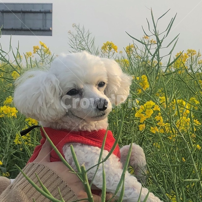 반려견,반려동물,강아지,개,애완견,애완동물,애견,per,dog,puppy,동물,animal,포유류,mammal,개,강아지,dog,doggy