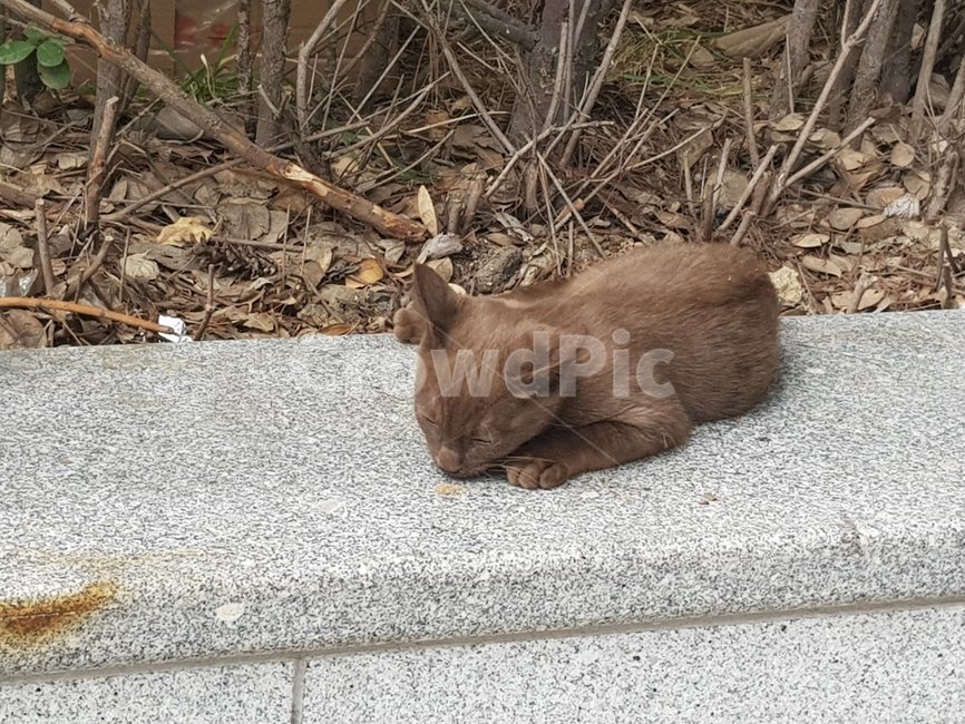 고양이,길,갈색,동물,거리,동물,animal,포유류,mammal,고양이,cat,kitten,kitty