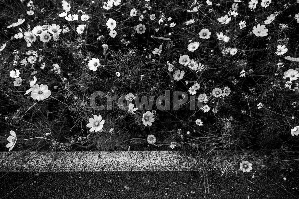 코스모스,cosmos,흑백,bw,식물,plant,흑백사진,bwphoto,식물,자연,plants,nature,꽃,flower,흑백,모노톤,monochrome,black and white