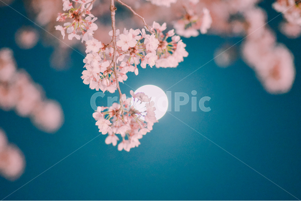 봄,벚꽃,벚나무,밤,달,보름달,봄,계절,spring,season,식물,자연,plants,nature,꽃,flower,감성,sensible,feeling,색깔,색상,색채,색감,color sense,color sensitivity,feeling of color,plant,blossom