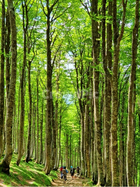 까미노,산티아고,순례자의길,풍경,오솔길,나무,camino,santiago,caminodesantiago,pilgrim,landscape,path,tree