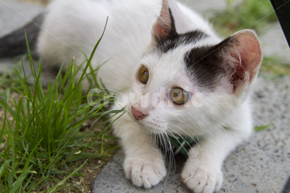 포유류,동물,고양이,아기고양이,애완동물,마당,야외,휴식,귀여운,고양이눈,mammals,animals,cats,pets,yard,rest,cute,동물,animal,포유류,mammal,고양이,cat,kitten,kitty