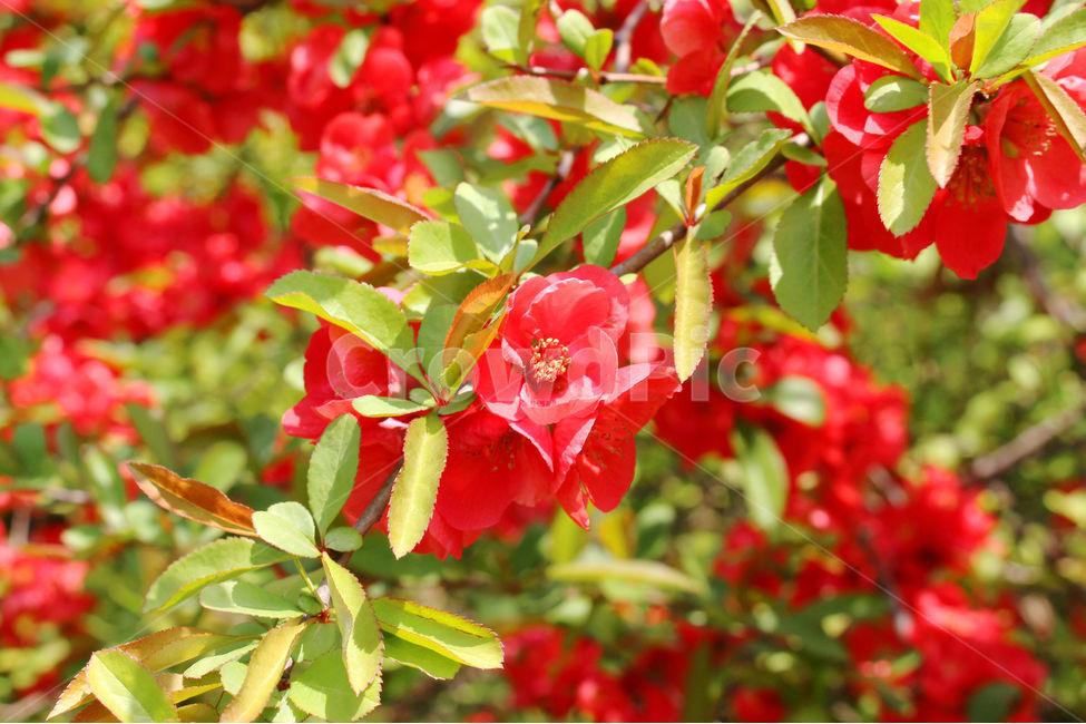 감성사진,봄,꽃,풍경,자연,flower,light,빛,색감,red,명자꽃,green,spring,봄,계절,spring,season,식물,자연,plants,nature,꽃,flower,plant,blossom,geranium,제라늄