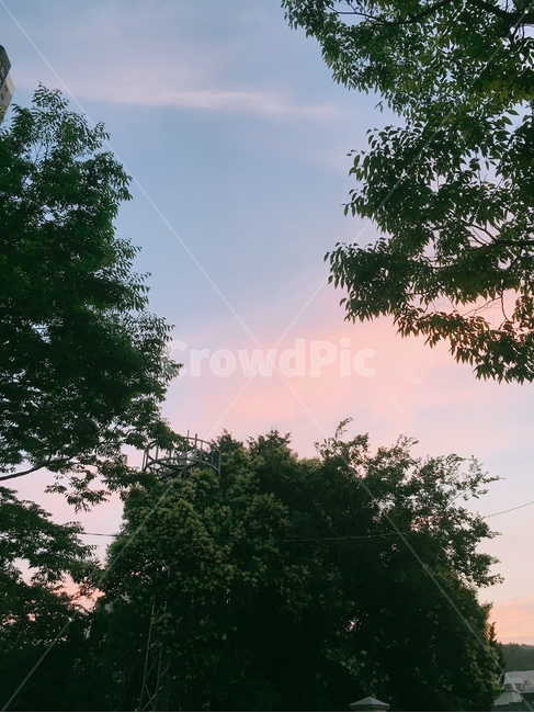 tree,나무,plant,식물,하늘,노을,sky,sunset,핑크빛,저녘노을
