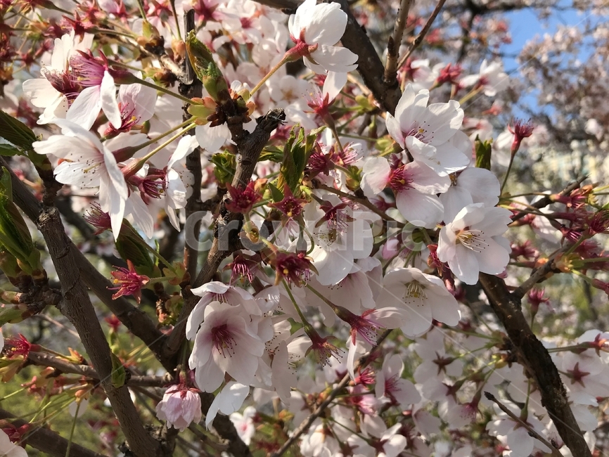 봄,벚꽃,꽃,사쿠라,spring,flower,season,cherry,pink,blossom,nature,blooming,branch,beautiful,sky,sakura,garden,tree,blue,하늘,자연,봄꽃,파랑,파란하늘,분홍