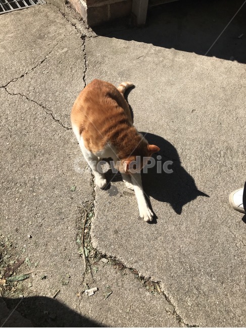 고양이,cat,동물,animal,앉아있는고양이