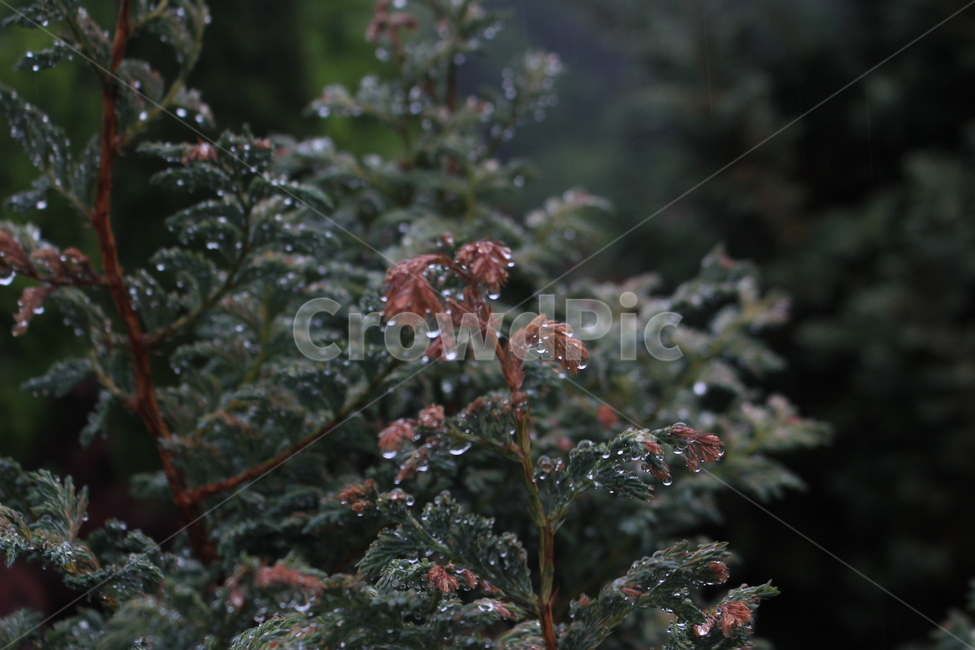 고사리,비,장마,빗방울,숲,flower,plant,blossom,식물,자연,plants,nature,꽃,flower