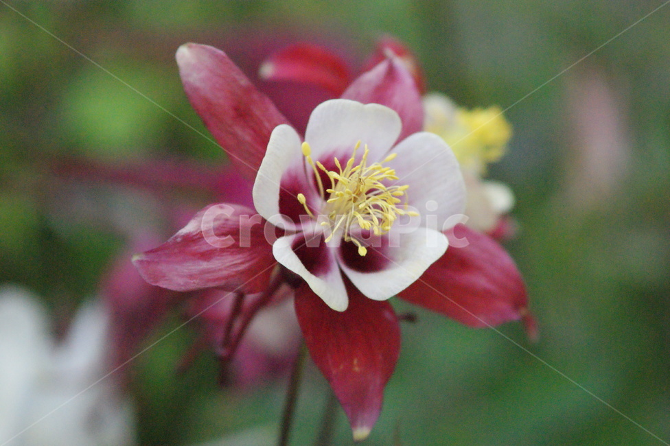 꽃,봄,빨간색,흰색,한송이,식물,자연,plants,nature,꽃,flower