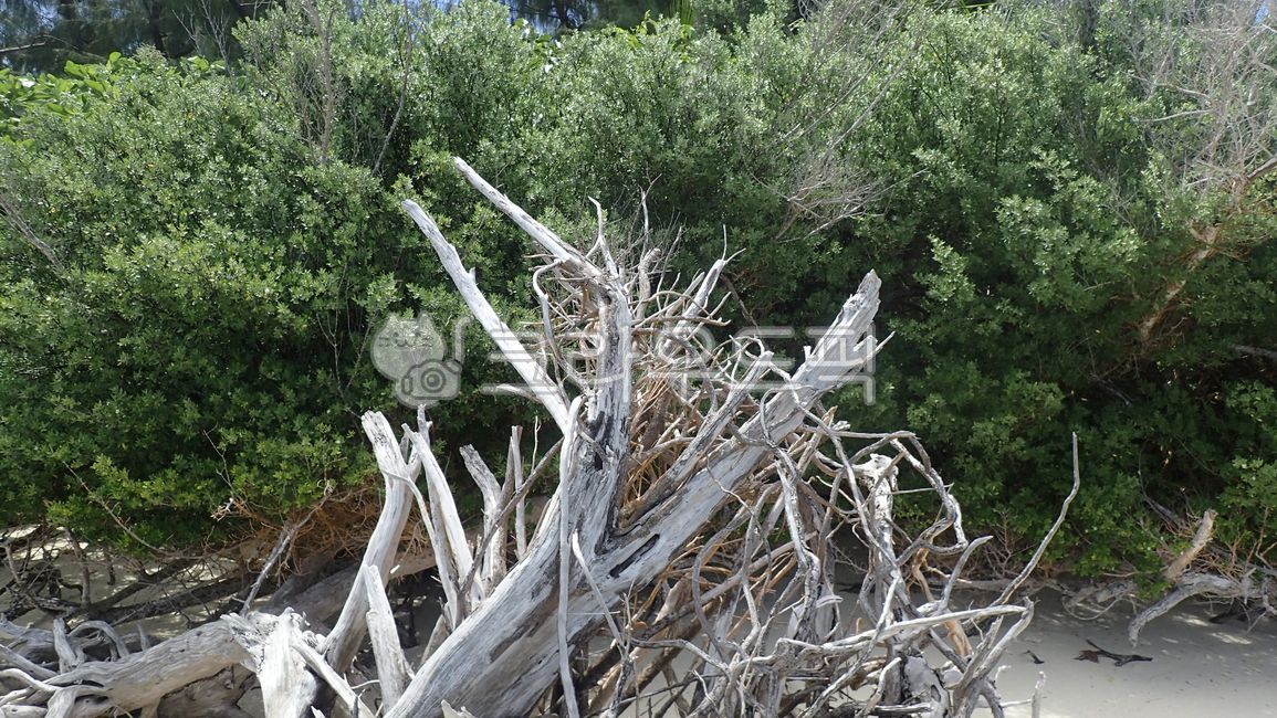 beach tree,dead wood,dead tree,tree,wood,driftwood