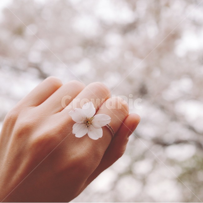 손,반지,꽃,벚꽃,꽃놀이,봄,계절,spring,season