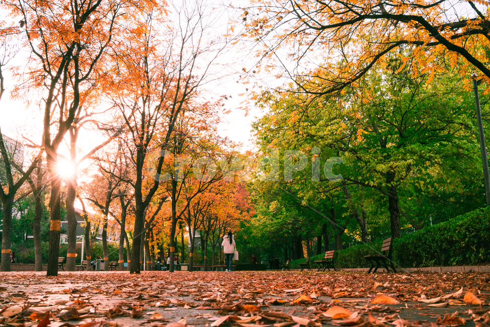 가을,낙옆,풍경,가로수,공원,빨강,중국,china,하늘,나무,tree,파랑,푸른,상큼한,park,신선한,반사,태양,광선,학교,캠퍼스,대학교,역광,빛,빛갈라짐,길,노을,campuse,college,자연,nature,scenery,leaf,fall,계절,가을,계절,fall,autumn,season