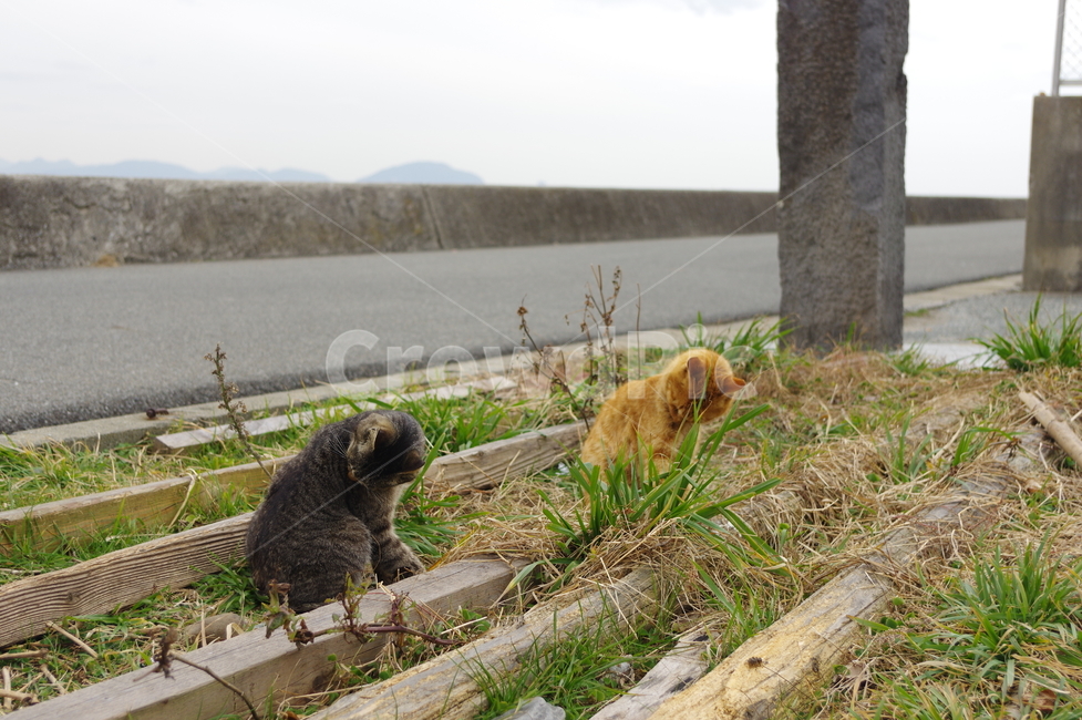 그루밍하는고양이두마리,고양이,고양이두마리,고양이섬,일본,그루밍,동물,animal,포유류,mammal,고양이,cat,kitten,kitty