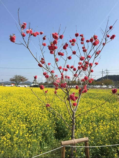 자연,들판,봄,꽃,nature,spring,flower,식물,자연,plants,nature,꽃,flower