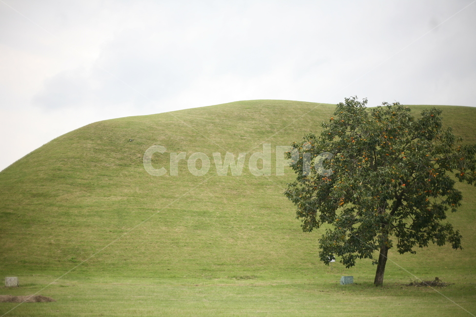 경주,대능원,무덤,문회재,문화유산,나무,목초지,field,들,outdoors,옥외,자연,풍경,nature,landscape