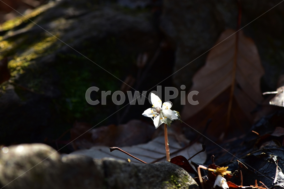 너도바람꽃,야생화,봄,꽃,풀꽃,자연,식물,식생,감성,힐링,plants,nature,spring,season,flower,emotion,feeling,흰색,초본,너도바람꽃속