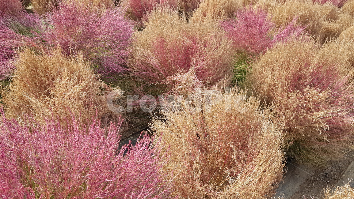핑크,자연,풍경,계절,갈색,식물,grass,plant,정원,뜰,식물,자연,plants,nature