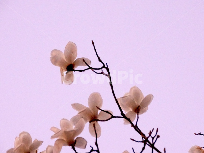 목련,봄,식물,나무,흰꽃,식물,자연,plants,nature,꽃,flower