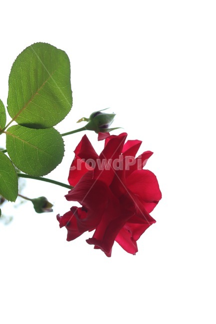 장미,꽃,식물,빨강,초록,자연,rose,bara,flower,hana,plants,shokubutsu,red,aka,green,midori,nature,하늘,sky,sora,감성,식물,자연,plants,nature,꽃,flower