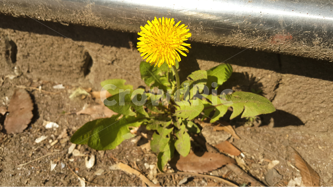 민들레,노란꽃,들꽃,봄꽃,노랑,풀꽃,자연,식물,봄,spring,plant,flower,yellow,nature