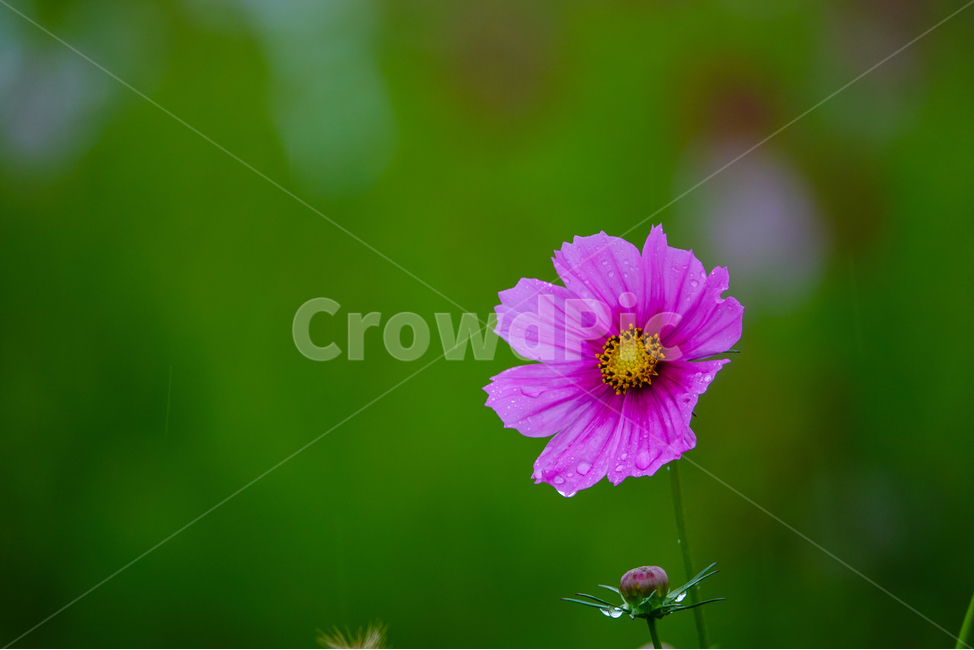 plant,식물,flower,꽃,꽃밭,가을,식물,자연,plants,nature,꽃,flower