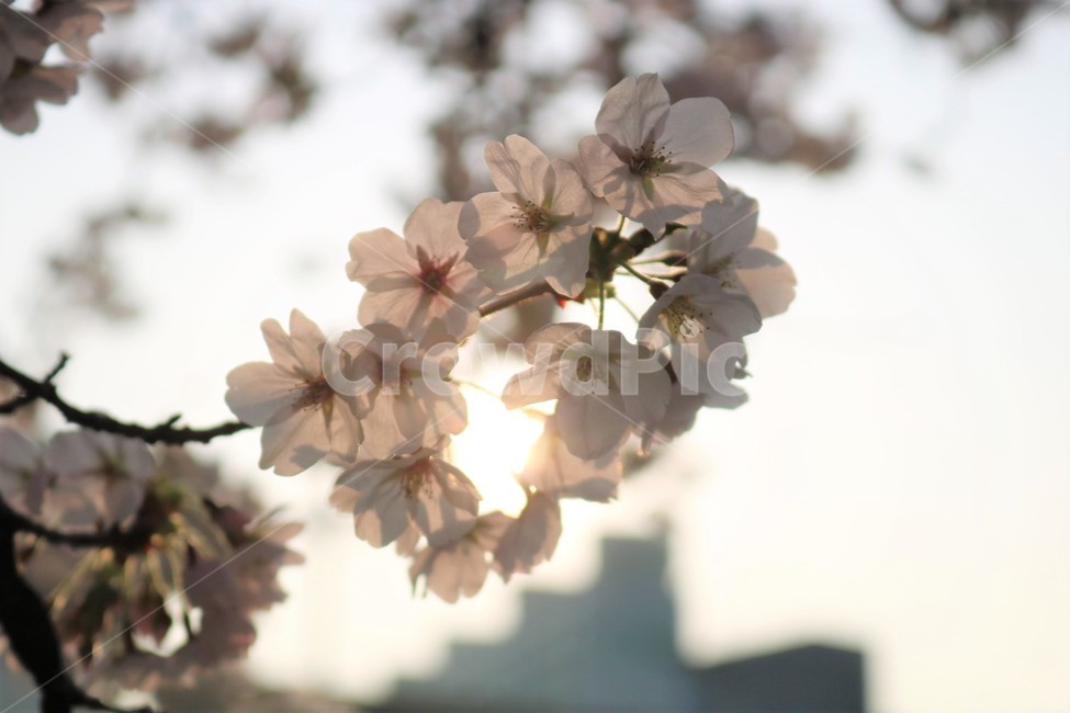 매화,매화나무,꽃,햇살,flower,식물,자연,plants,nature,꽃,flower