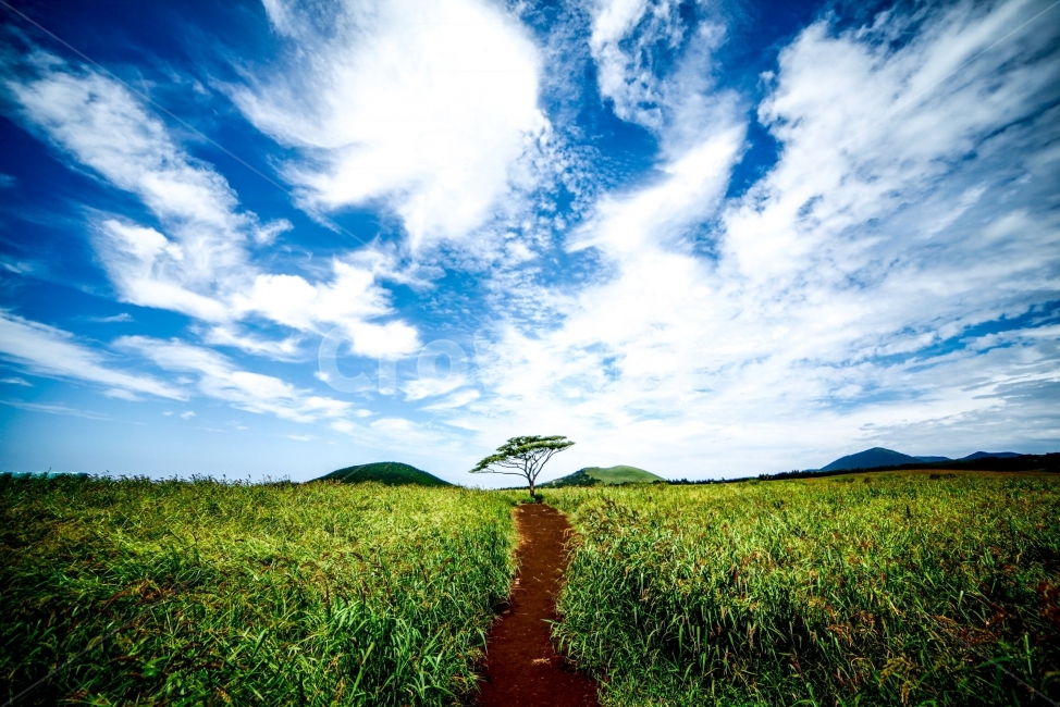 나무,구름,풍경,자연,하늘,자연,풍경,nature,landscape,field,들,path,통로,outdoors,옥외,grassland,목초지