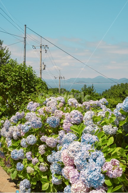 수국,hydrangea,꽃길,파스텔톤,자연,flower,자연,풍경,nature,landscape,식물,plants,꽃,flower,색깔,색상,색채,색감,color sense,color sensitivity,feeling of color,plant