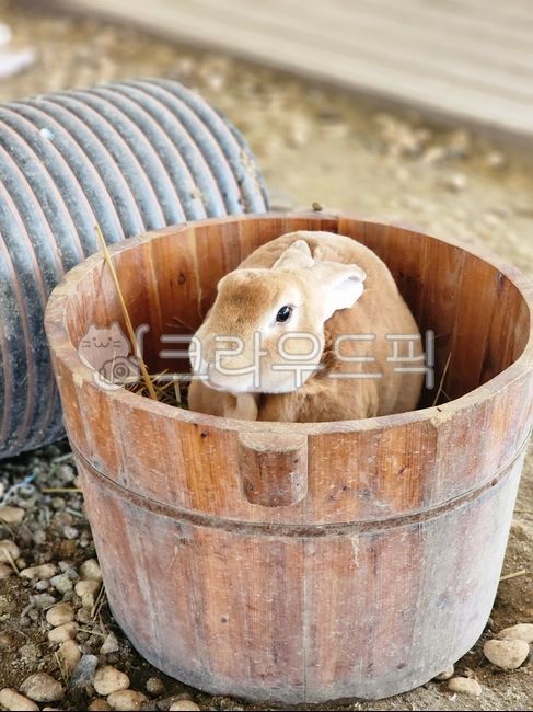 brown rabbit,rabbit,wooden basket,animal,mammalia