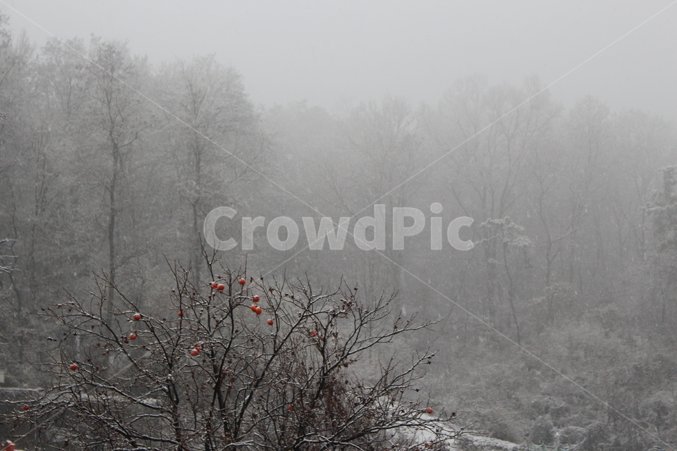 nature,heavy snow,sight,persimmon tree,snowy day