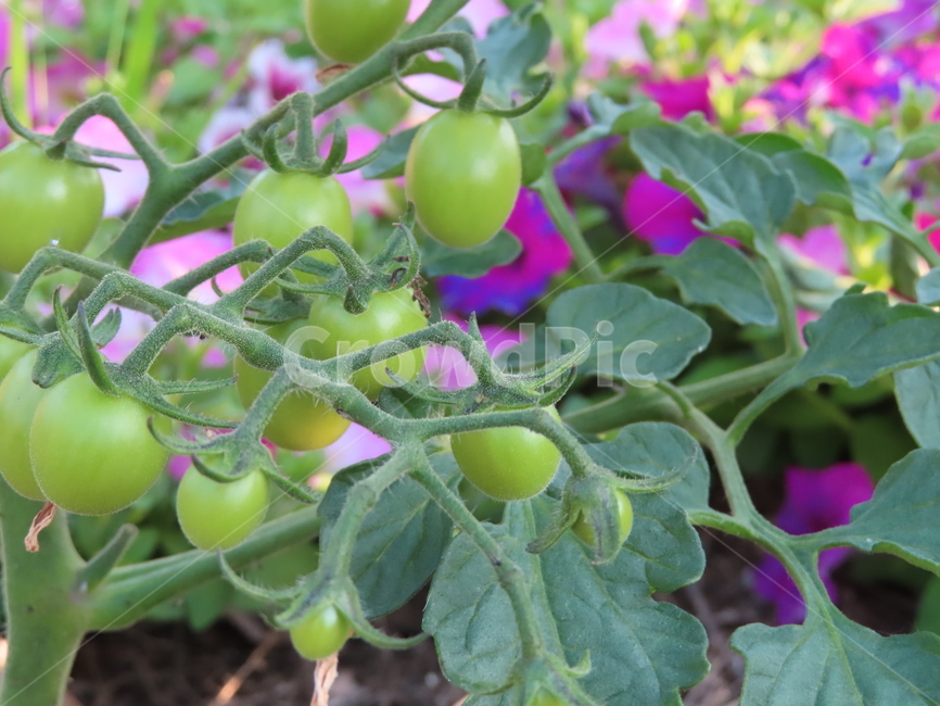 땅,흙,토마토,식물,작물,초록색,농원,자연,맑은날,and,clay,tomatoes,plants,crops,green,farm,nature,sunnyday