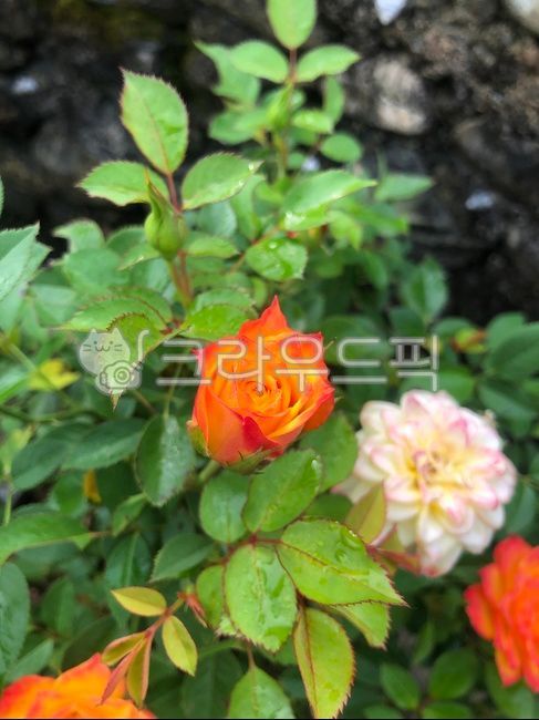 장미,주황색장미,장미화분,장미꽃,꽃