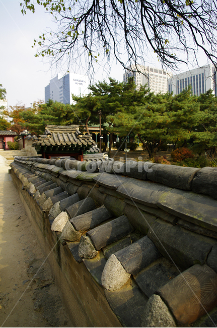 덕수궁,고궁,건축,전통건축,traditional,전통,기와지붕,나무,식물,plant,한국전통,한국문화,korean traditional,korean culture,건축물,건물외관,exterior,building,structure,architecture,construction