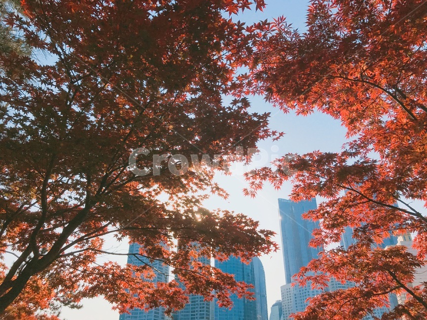 공원,도심,빌딩,단풍나무,maple