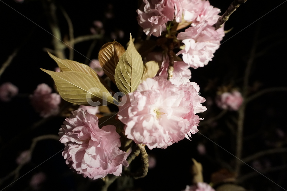 벚꽃,봄,꽃,밤,자연,cherryblossom,spring,flower,night,nature,야경,밤,풍경,nightscape,night,landscape,식물,자연,plants,nature,꽃,flower,plant,blossom