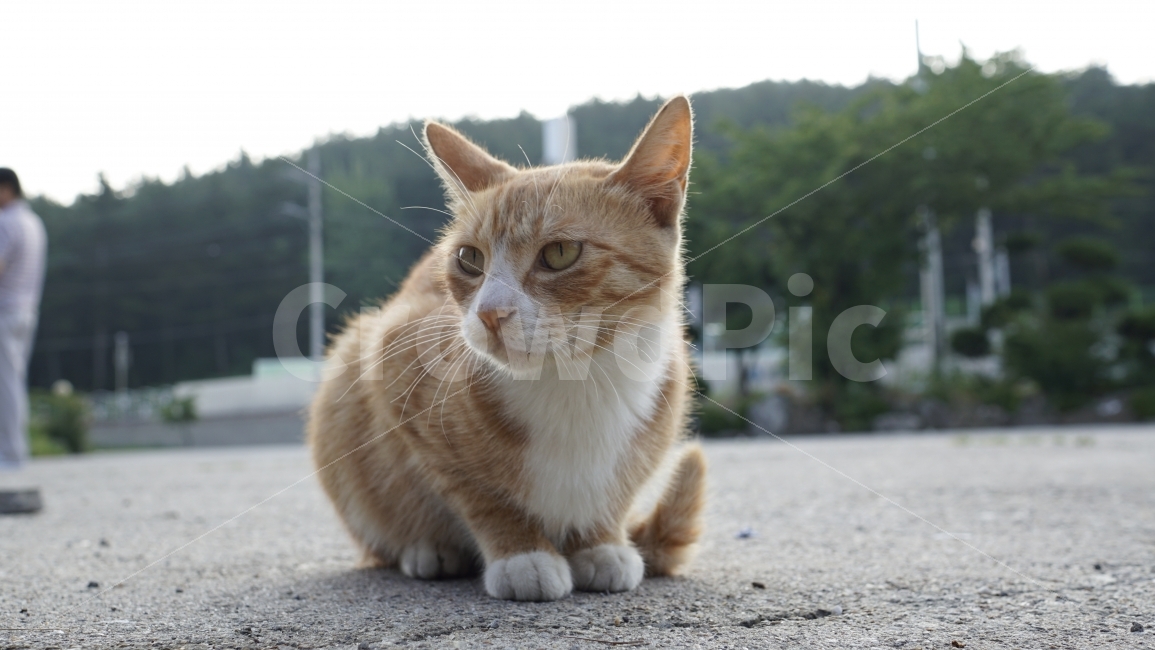 고양이,동물,길고양이,들고양이,cat,네코,반려동물,애완동물,산,나무,아스팔트,애완묘,반려묘,snap,스냅,스넵,스넵사진,스냅사진,포유류,animal,야옹이,냐옹이,동물,animal,고양이,cat,kitten,kitty,포유류,mammal