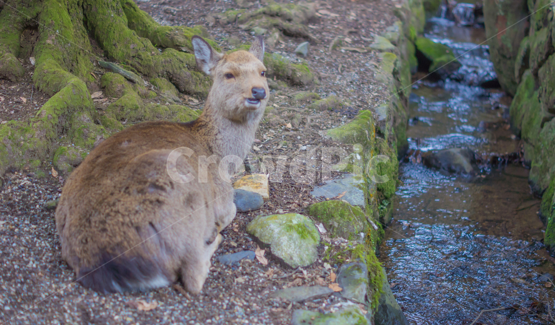 사슴,교토,사슴공원,동물,포유류,mammal,animal,japanese,deer,공원,park,동물,animal,포유류,mammal