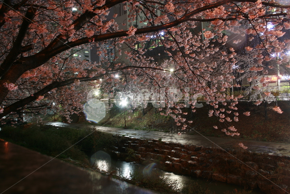 비,바람,야경,꽃,고난,역경