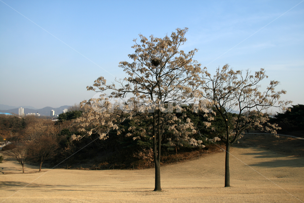 겨울,나무,풍경,하늘,공원,겨울,계절,winter,season,자연,풍경,nature,landscape,tree,plant,식물