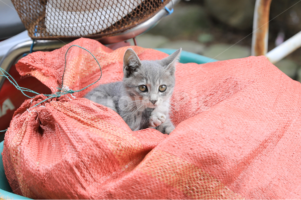 고양이,아기고양이,집고양이,고리안숏헤어,애완동물,동물,애완묘,냐옹이,아깽이,animal,cat,kitty,koreanshorthair,포대자루,동물,animal,포유류,mammal,고양이,cat,kitten,kitty