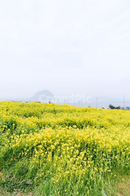 outdoors,옥외,nature,자연,유채,유채꽃,산방산,제주,제주도,jeju,꽃