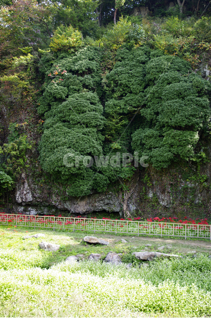 송악,나무,식물,초록,자연,자연,풍경,nature,landscape,vegetation,초목,bush,부시,plant,outdoors,옥외