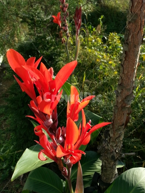 꽃,꽃사진,자연,디자인소스,빨간꽃,식물,자연,plants,nature,꽃,flower