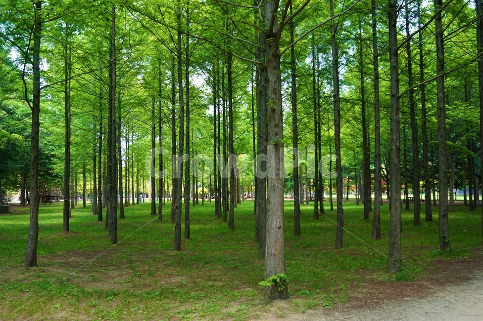 풍경,자연,나무,숲,휴가,나미섬,남이섬,나미나라공화국,여름,풀,한국