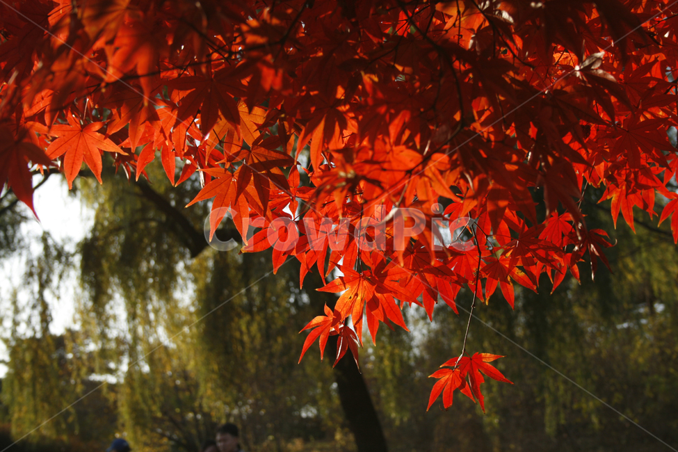 가을,단풍,풍경,나무,잎,가을,계절,fall,autumn,season,leaf,plant,식물,tree,maple